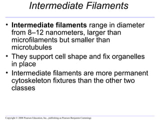 Intermediate Filaments 
• Intermediate filaments range in diameter 
from 8–12 nanometers, larger than 
microfilaments but smaller than 
microtubules 
• They support cell shape and fix organelles 
in place 
• Intermediate filaments are more permanent 
cytoskeleton fixtures than the other two 
classes 
Copyright © 2008 Pearson Education, Inc., publishing as Pearson Benjamin Cummings 
 