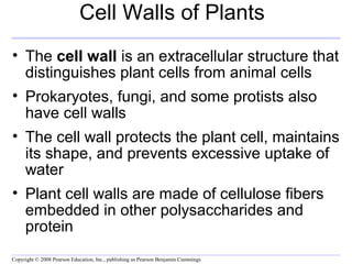 Cell Walls of Plants 
• The cell wall is an extracellular structure that 
distinguishes plant cells from animal cells 
• Prokaryotes, fungi, and some protists also 
have cell walls 
• The cell wall protects the plant cell, maintains 
its shape, and prevents excessive uptake of 
water 
• Plant cell walls are made of cellulose fibers 
embedded in other polysaccharides and 
protein 
Copyright © 2008 Pearson Education, Inc., publishing as Pearson Benjamin Cummings 
 