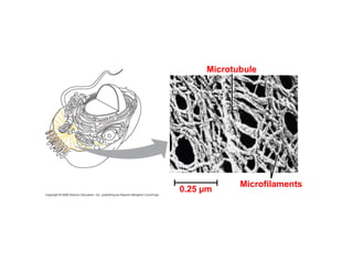 Fig. 6-20 
Microtubule 
0.25 μm Microfilaments 
 