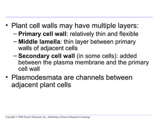 • Plant cell walls may have multiple layers: 
– Primary cell wall: relatively thin and flexible 
– Middle lamella: thin layer between primary 
walls of adjacent cells 
– Secondary cell wall (in some cells): added 
between the plasma membrane and the primary 
cell wall 
• Plasmodesmata are channels between 
adjacent plant cells 
Copyright © 2008 Pearson Education, Inc., publishing as Pearson Benjamin Cummings 
 