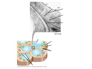 Fig. 6-28 
Secondary 
cell wall 
Primary 
cell wall 
Middle 
lamella 
Central vacuole 
Cytosol 
Plasma membrane 
Plant cell walls 
Plasmodesmata 
1 μm 
 