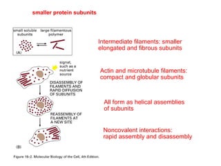 Cytoskeletal filaments are all constructed from 
smaller protein subunits 
Intermediate filaments: smaller 
elongated and fibrous subunits 
Actin and microtubule filaments: 
compact and globular subunits 
All form as helical assemblies 
of subunits 
Noncovalent interactions: 
rapid assembly and disassembly 
 