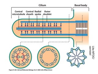 cenriole! 
Like MTOC/ 
 