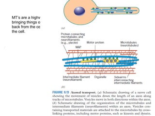 MT’s are a highway-bringing 
things out and 
back from the center of 
the cell. 
/ 
 