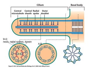9+2; 
nexin, radial spokes, dynein 
A,B 
 
