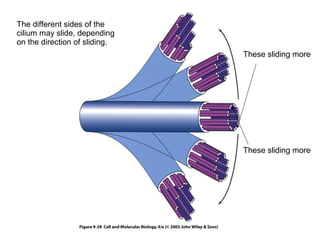 The different sides of the 
cilium may slide, depending 
on the direction of sliding. 
These sliding more 
These sliding more 
 
