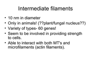 Intermediate filaments 
• 10 nm in diameter 
• Only in animals! (??plant/fungal nucleus??) 
• Variety of types- 60 genes! 
• Seem to be involved in providing strength 
to cells. 
• Able to interact with both MT's and 
microfilaments (actin filaments). 
 