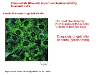Intermediate filaments impart mechanical stability 
to animal cells 
Keratin filaments in epithelial cells 
“desmosomes” 
The most diverse family 
20 in human epithelial cells 
10 more in hair and nails 
Diagnosis of epithelial 
cancers (carcinomas) 
 