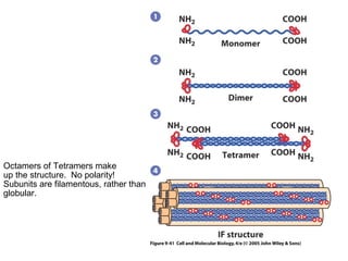 Octamers of Tetramers make 
up the structure. No polarity! 
Subunits are filamentous, rather than 
globular. 
 