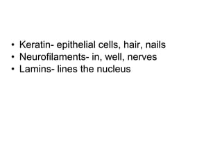 • Keratin- epithelial cells, hair, nails 
• Neurofilaments- in, well, nerves 
• Lamins- lines the nucleus 
 