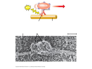 Fig. 6-21 
Vesicle 
ATP 
Receptor for 
motor protein 
Microtubule 
of cytoskeleton 
Motor protein 
(ATP powered) 
(a) 
Microtubule Vesicles 
(b) 
0.25 μm 
 