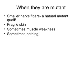 When they are mutant 
• Smaller nerve fibers- a natural mutant 
quail! 
• Fragile skin 
• Sometimes muscle weakness 
• Sometimes nothing! 
 