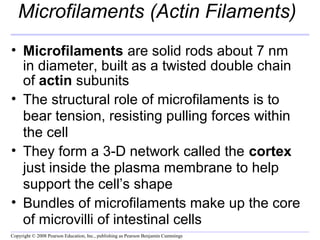 Microfilaments (Actin Filaments) 
• Microfilaments are solid rods about 7 nm 
in diameter, built as a twisted double chain 
of actin subunits 
• The structural role of microfilaments is to 
bear tension, resisting pulling forces within 
the cell 
• They form a 3-D network called the cortex 
just inside the plasma membrane to help 
support the cell’s shape 
• Bundles of microfilaments make up the core 
of microvilli of intestinal cells 
Copyright © 2008 Pearson Education, Inc., publishing as Pearson Benjamin Cummings 
 