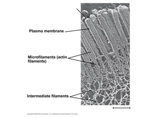 Fig. 6-26 
Microvillus 
Plasma membrane 
Microfilaments (actin 
filaments) 
Intermediate filaments 
0.25 μm 
 