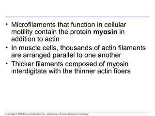 • Microfilaments that function in cellular 
motility contain the protein myosin in 
addition to actin 
• In muscle cells, thousands of actin filaments 
are arranged parallel to one another 
• Thicker filaments composed of myosin 
interdigitate with the thinner actin fibers 
Copyright © 2008 Pearson Education, Inc., publishing as Pearson Benjamin Cummings 
 