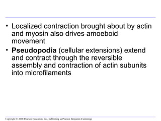 • Localized contraction brought about by actin 
and myosin also drives amoeboid 
movement 
• Pseudopodia (cellular extensions) extend 
and contract through the reversible 
assembly and contraction of actin subunits 
into microfilaments 
Copyright © 2008 Pearson Education, Inc., publishing as Pearson Benjamin Cummings 
 