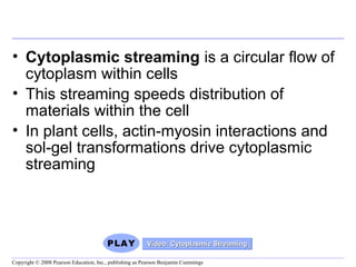 • Cytoplasmic streaming is a circular flow of 
cytoplasm within cells 
• This streaming speeds distribution of 
materials within the cell 
• In plant cells, actin-myosin interactions and 
sol-gel transformations drive cytoplasmic 
streaming 
Video: CCyyttooppllaassmmiicc SSttrreeaammiinngg 
Copyright © 2008 Pearson Education, Inc., publishing as Pearson Benjamin Cummings 
 