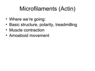 Microfilaments (Actin) 
• Where we’re going: 
• Basic structure, polarity, treadmilling 
• Muscle contraction 
• Amoeboid movement 
 