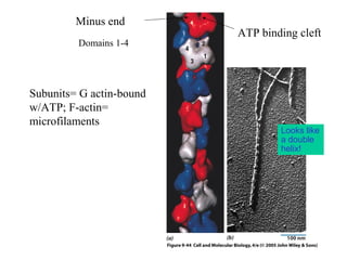 Minus end 
Domains 1-4 
ATP binding cleft 
Subunits= G actin-bound 
w/ATP; F-actin= 
microfilaments 
Looks like 
a double 
helix! 
 