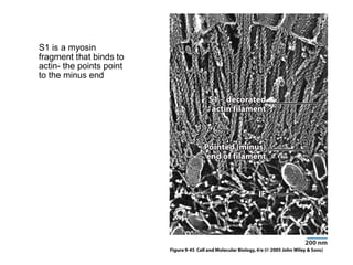 S1 is a myosin 
fragment that binds to 
actin- the points point 
to the minus end 
 