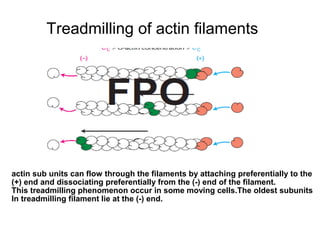 Treadmilling of actin filaments 
actin sub units can flow through the filaments by attaching preferentially to the 
(+) end and dissociating preferentially from the (-) end of the filament. 
This treadmilling phenomenon occur in some moving cells.The oldest subunits 
In treadmilling filament lie at the (-) end. 
 