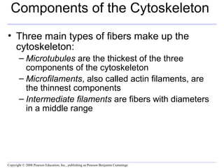 Components of the Cytoskeleton 
• Three main types of fibers make up the 
cytoskeleton: 
– Microtubules are the thickest of the three 
components of the cytoskeleton 
– Microfilaments, also called actin filaments, are 
the thinnest components 
– Intermediate filaments are fibers with diameters 
in a middle range 
Copyright © 2008 Pearson Education, Inc., publishing as Pearson Benjamin Cummings 
 