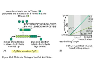 The treadmilling of an actin filament 
Structural difference between the two ends 
D form polymer leans towards disassembly 
 