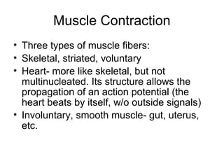 Muscle Contraction 
• Three types of muscle fibers: 
• Skeletal, striated, voluntary 
• Heart- more like skeletal, but not 
multinucleated. Its structure allows the 
propagation of an action potential (the 
heart beats by itself, w/o outside signals) 
• Involuntary, smooth muscle- gut, uterus, 
etc. 
 