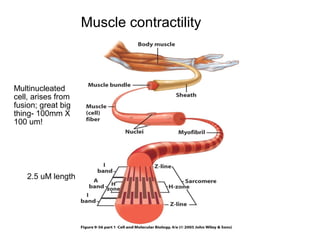 Multinucleated 
cell, arises from 
fusion; great big 
thing- 100mm X 
100 um! 
2.5 uM length 
Muscle contractility 
 