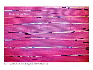 These are myofibrils 
 
