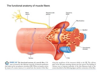 The functional anatomy of muscle fibere 
 