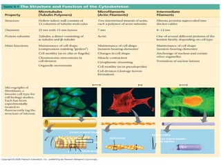 Table 6-1 
10 μm 10 μm 10 μm 
Column of tubulin dimers 
Tubulin dimer 
Actin subunit 
a b 
25 nm 
7 nm 
Keratin proteins 
Fibrous subunit (keratins 
coiled together) 
8–12 nm 
 