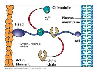 Myosin I, hauling a 
vesicle 
 