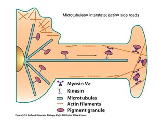Microtubules= interstate; actin= side roads 
 