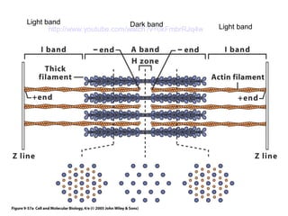Light band http://www.youtube.com/wDaatcrhk ?bva=n0dkFmbrRJq4w Light band 
 