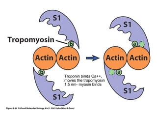 Troponin binds Ca++, 
moves the tropomyosin 
1.5 nm- myosin binds 
 