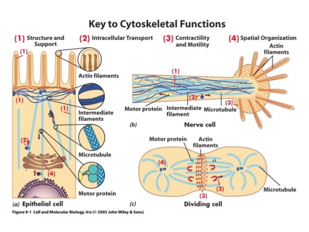 Cytoskeleton