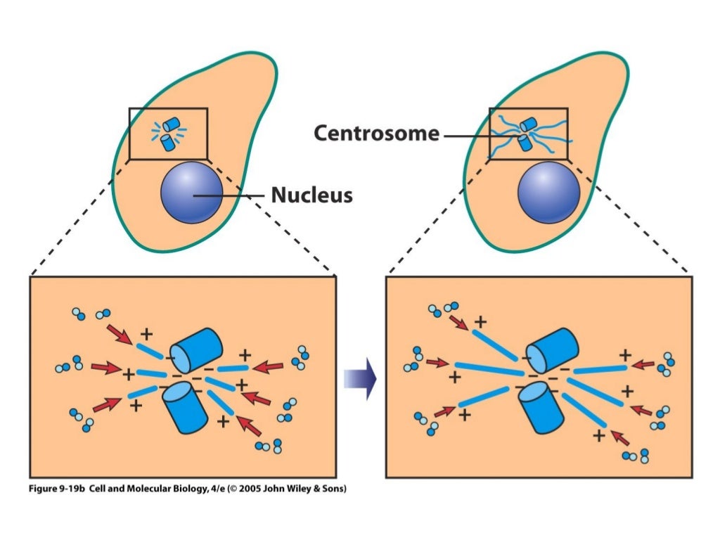 Cytoskeleton