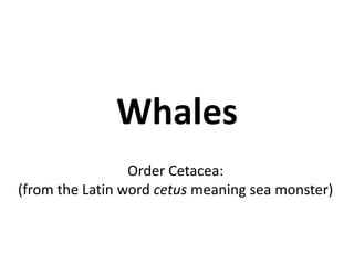 Whales
Order Cetacea:
(from the Latin word cetus meaning sea monster)
 