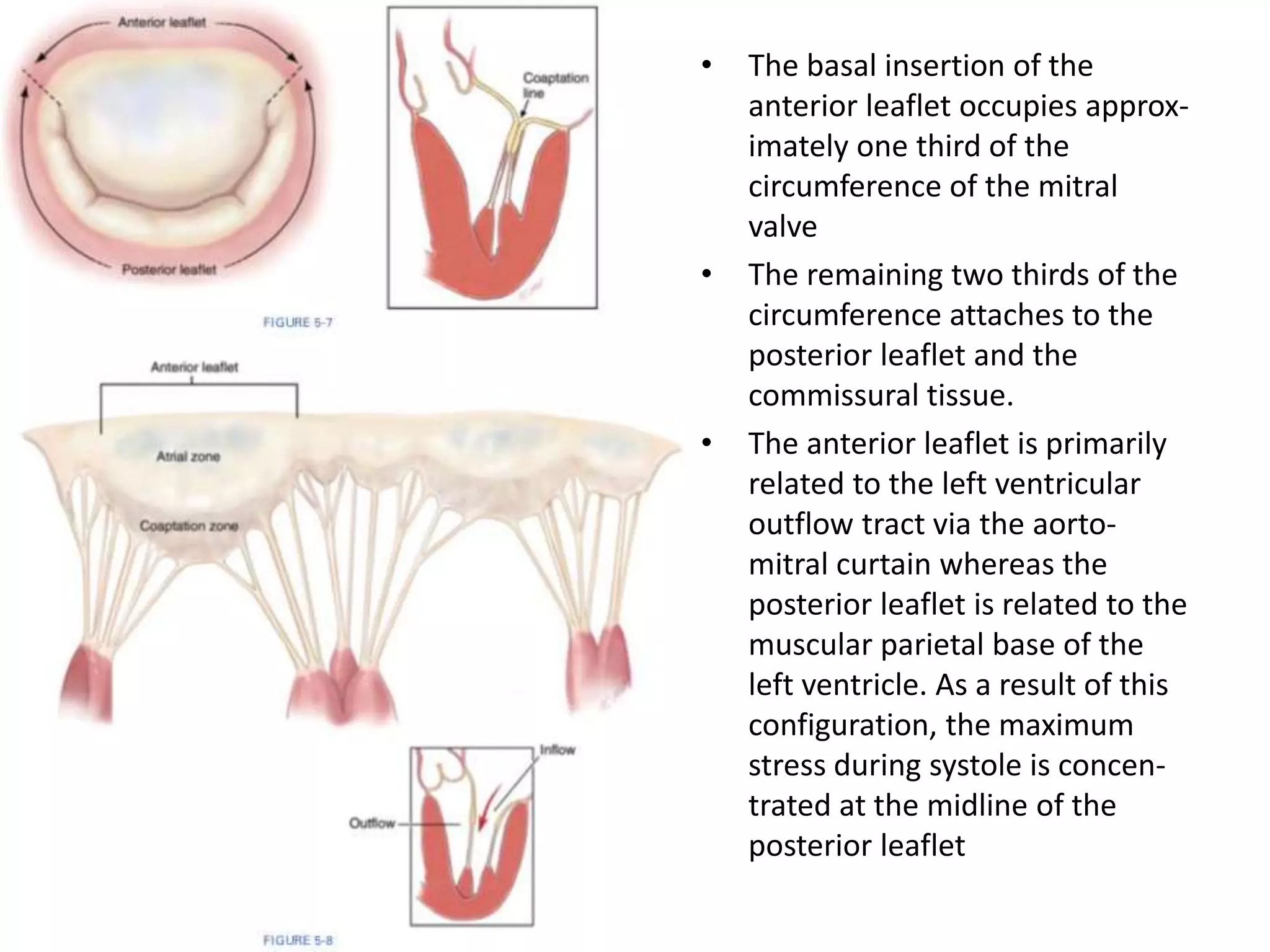Mitral valve anatomy | PPTX