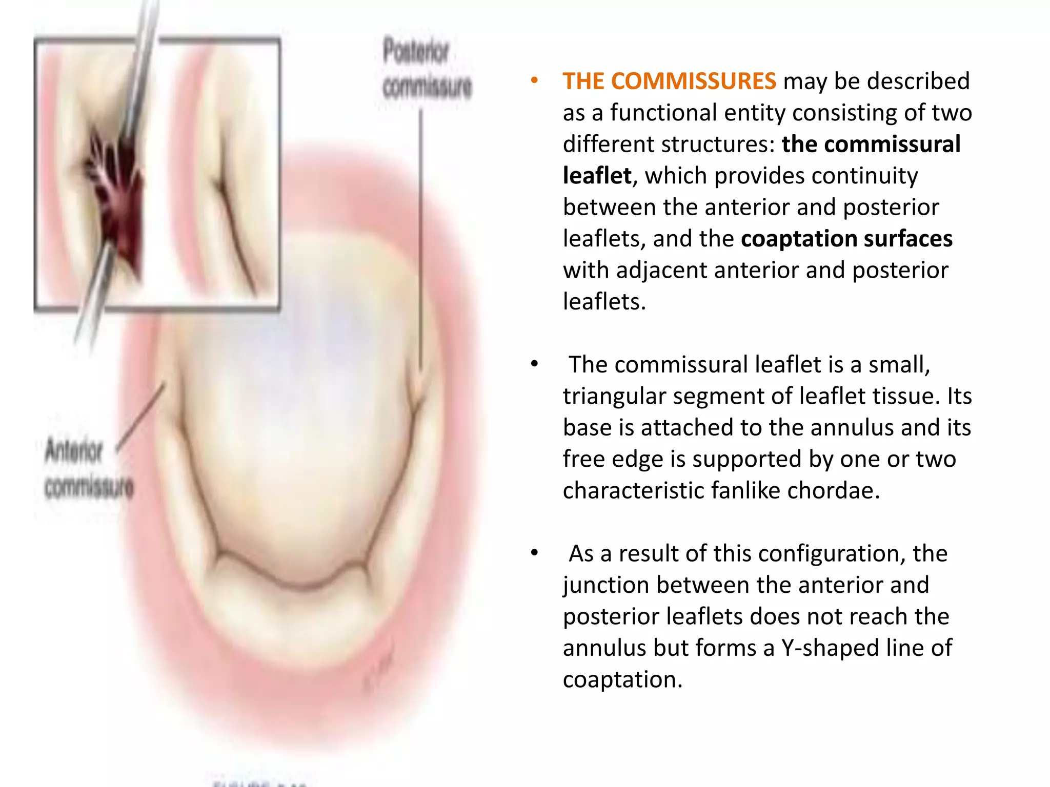 Mitral valve anatomy | PPTX