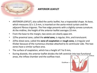 Mitral valve anatomy | PPTX