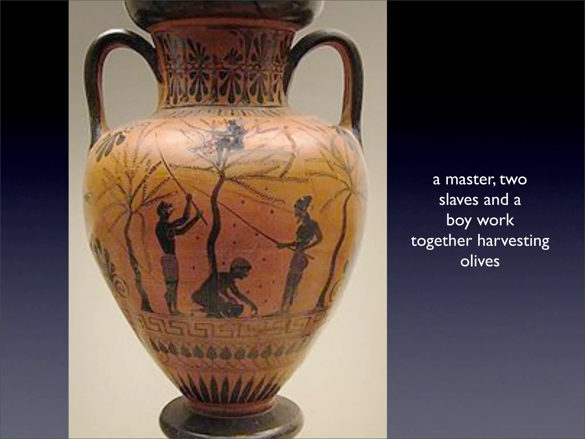 a master, two
    slaves and a
     boy work
together harvesting
        olives
 