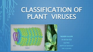 CLASSIFICATION OF
PLANT VIRUSES
MOHD SALIM
18-BTM-028
GK7985
DEPTT.OF BOTANY
AMU.ALIGARH
 
