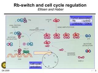 Rb-switch and cell cycle regulation   Ellisen and Haber Tumor-associated: - Rb  - cyclinD - p16Ink4a - CDK4 Cell cycle activation 