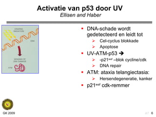 Activatie van p53 door UV   Ellisen and Haber DNA-schade wordt gedetecteerd en leidt tot Cel-cyclus blokkade Apoptose UV-ATM-p53   -p21 waf  –blok cycline/cdk DNA repair ATM: ataxia telangiectasia: Hersendegeneratie, kanker p21 waf  cdk-remmer 