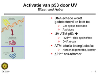 Activatie van p53 door UV   Ellisen and Haber DNA-schade wordt gedetecteerd en leidt tot Cel-cyclus blokkade Apoptose UV-ATM-p53   -p21 waf  –blok cycline/cdk DNA repair ATM: ataxia telangiectasia: Hersendegeneratie, kanker p21 waf  cdk-remmer 