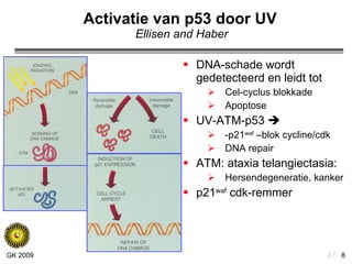 Activatie van p53 door UV   Ellisen and Haber DNA-schade wordt gedetecteerd en leidt tot Cel-cyclus blokkade Apoptose UV-ATM-p53   -p21 waf  –blok cycline/cdk DNA repair ATM: ataxia telangiectasia: Hersendegeneratie, kanker p21 waf  cdk-remmer 