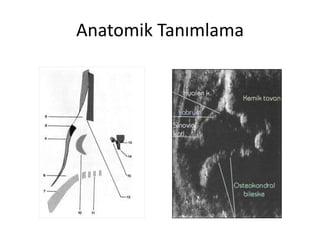 Anatomik Tanımlama
 