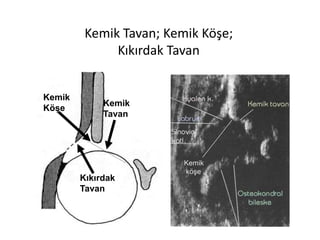Kemik Tavan; Kemik Köşe;
              Kıkırdak Tavan


Kemik
             Kemik
Köşe
             Tavan




                         Kemik
                         köşe
        Kıkırdak
        Tavan
 